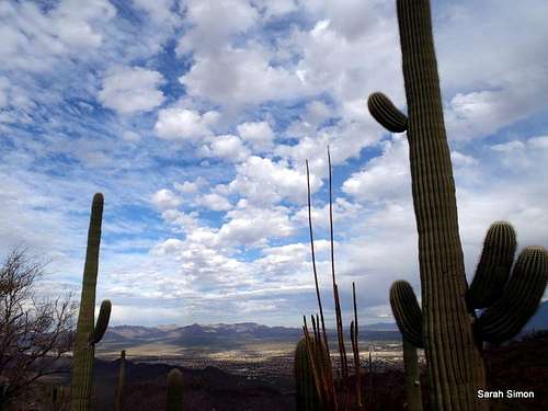 Saguaro and clouds