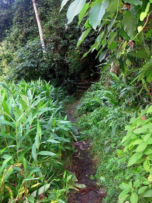 The somewhat overgrown trailhead of Putucusi