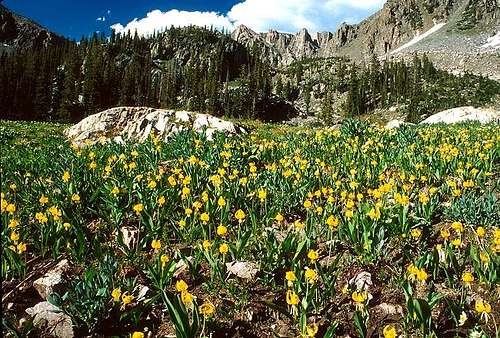 A field of Avalanche Lilies...