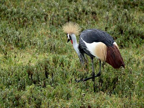East African Crested Crane
