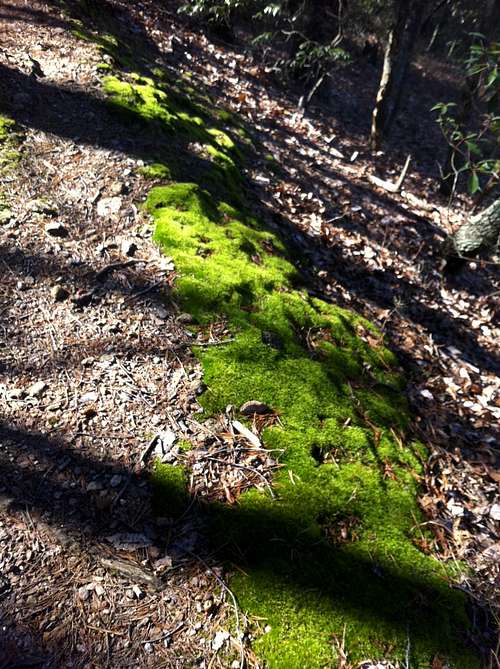 Moss on the Trail