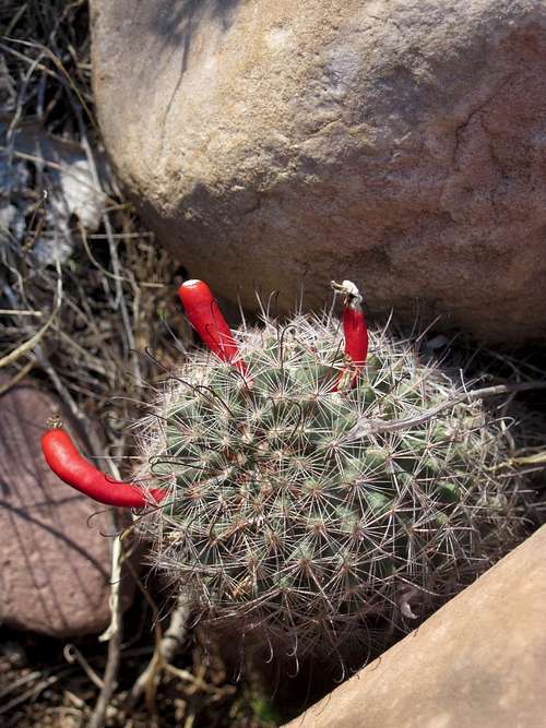 Cactus in bloom?