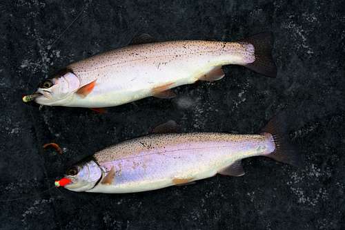 Rainbow trout