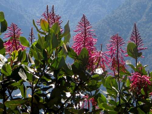 Flowers on Cerro Machu Picchu