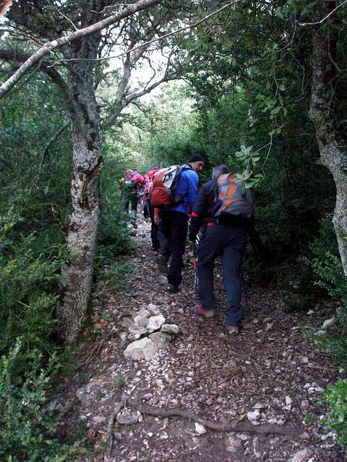 Forest path