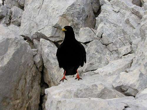 An alpine chough are very...