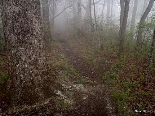 White Oak and mist
