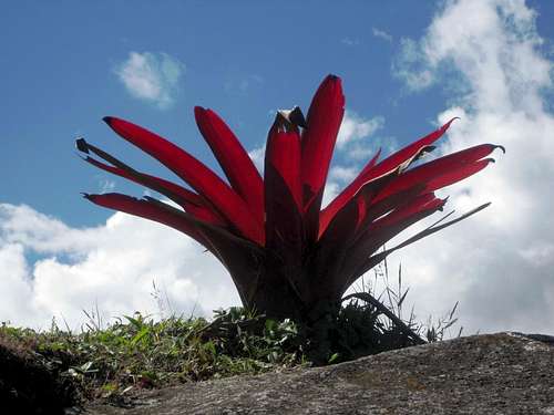 Local flora at Machu Picchu