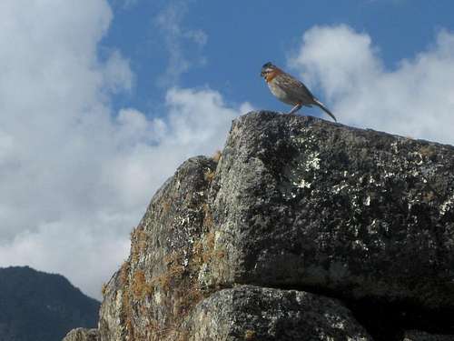 One of the locals at Machu Picchu