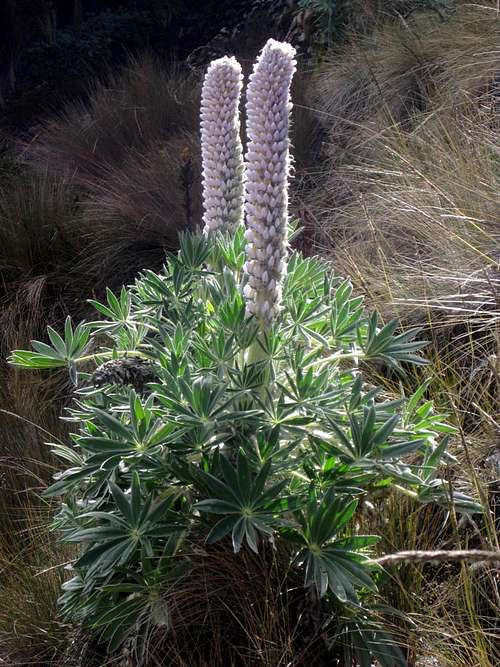 Lupines in Quebrada Llaca