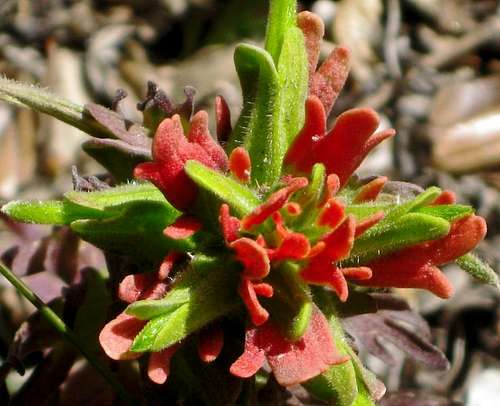 Alpine flowers in Quebrada Llaca