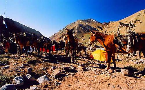 Mules at the Confluencia Camp