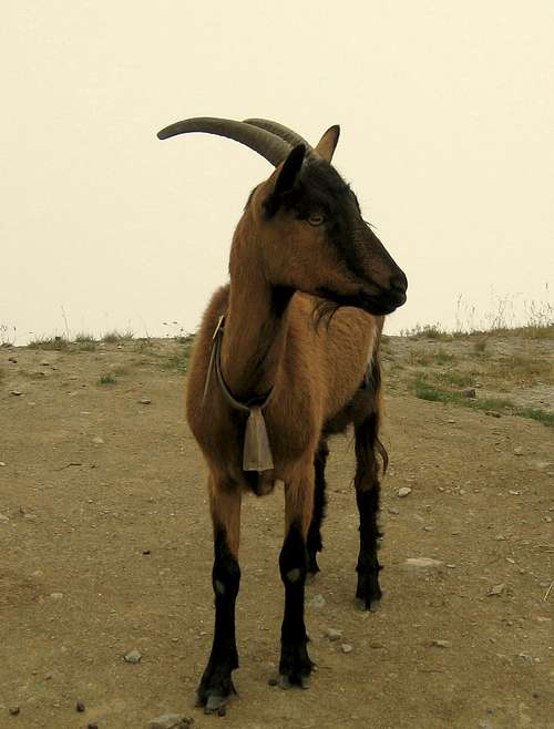 A goat in the Walliser Alps