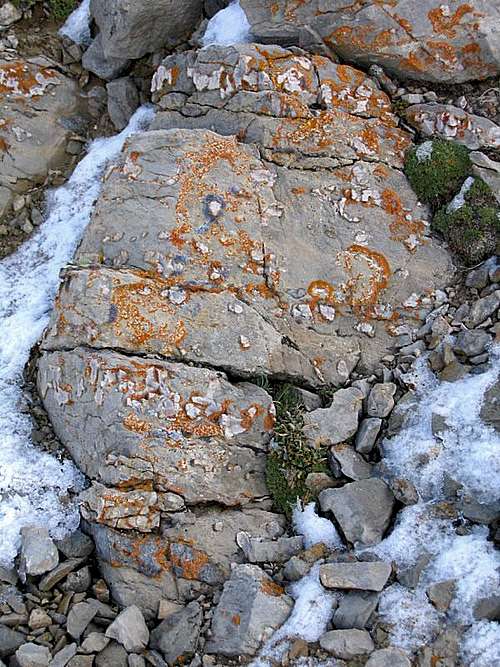  Xanthoria -covered rock