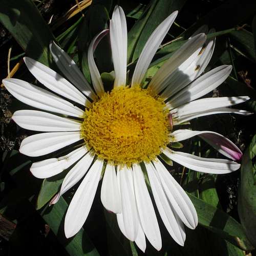 Flower in Quebrada Llaca