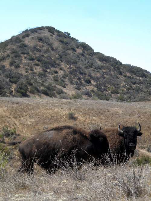 Catalina Island Bison