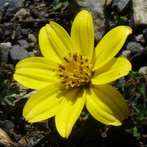 Alpine flower high in Quebrada Cayesh