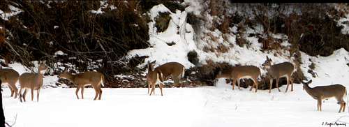 Deer on Snow