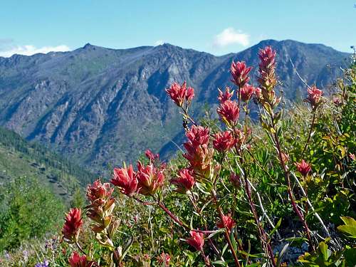 Paintbrush Flowers on Cannon Mountain