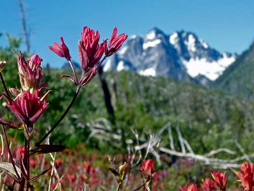 Paintbrush Flowers with Mount Stuart