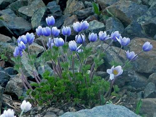 Purple Flowers near Longs Pass