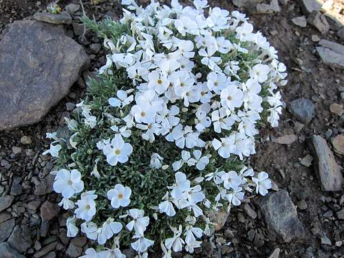 ALBION BASIN WILDFLOWERS