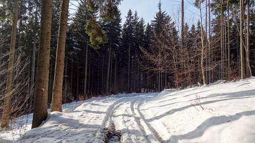Forests on Góra Modzel (heading to Borówkowa from Lądek)