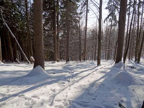 Forests on Góra Modzel (heading to Borówkowa from Lądek)