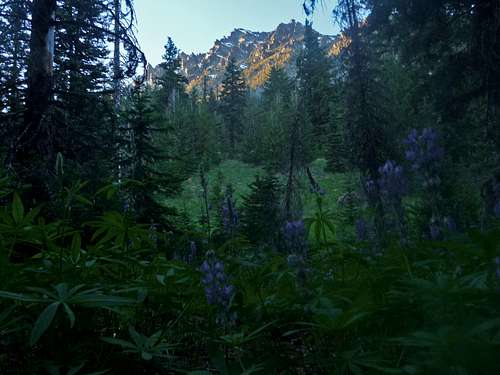 Lupines with Mount Stuart