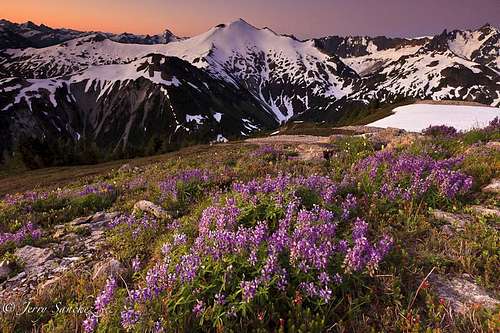 Ruth Mountain with Lupines