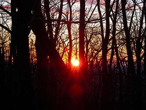 Sunset through the Trees