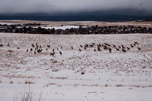 Wintering Elk Herd