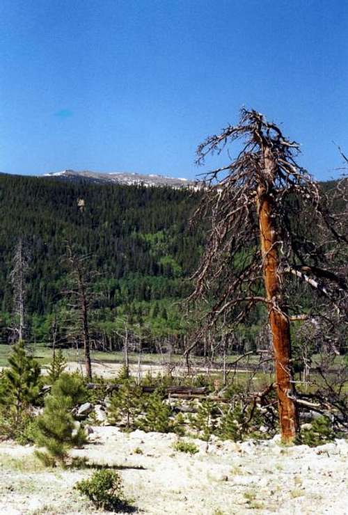 A gnarly looking dead pine...