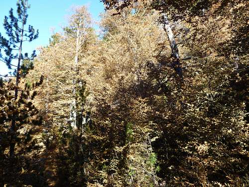 Beech trees in Mt Smolikas at November 2011