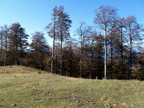 Huge beech trees in Mt.Smolikas at late October 2011