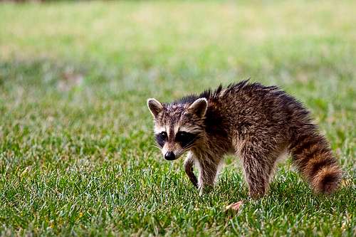 Young Racoon