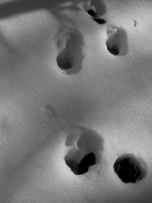 animal tracks on Sugarloaf Peak