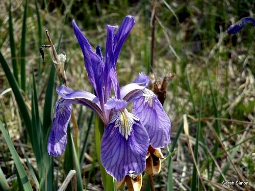 Wild Iris, Deer Peak