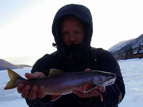 Splake Trout