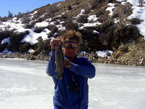 Rainbow trout