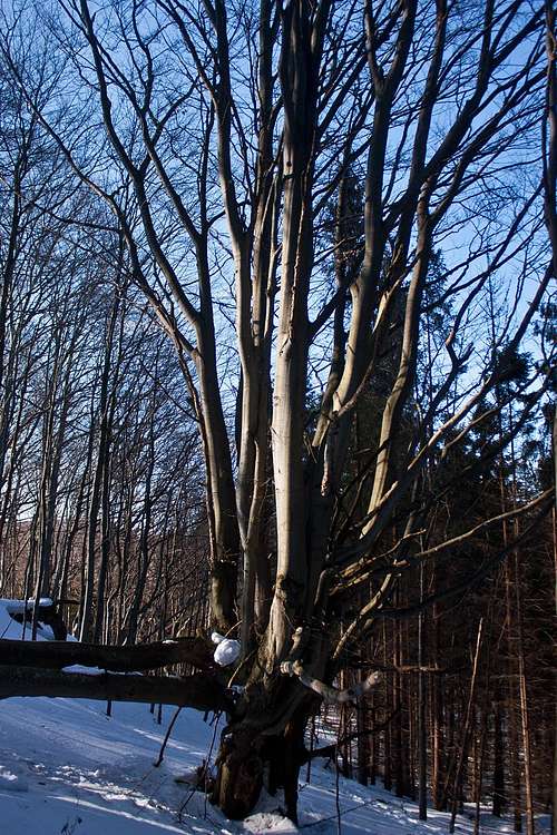 Multi-branch beech tree