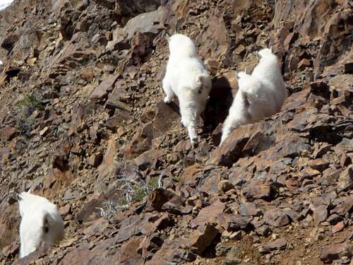 Mountain Goats!