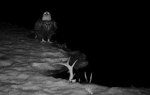 Eagle at night...
