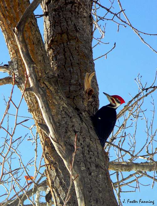 Rompin and Stompin' pileated woodpecker