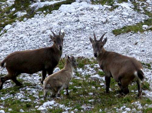 A little group of Ibex in Marmarole Group