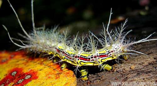 Fantastic caterpillar