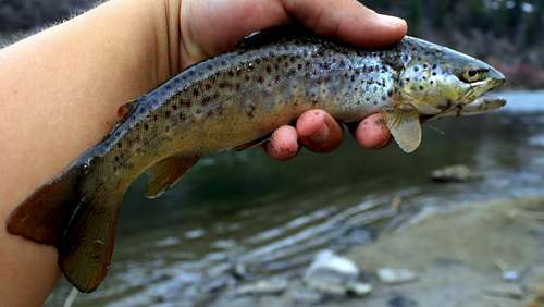 Brown Trout