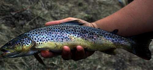 A Brown Trout