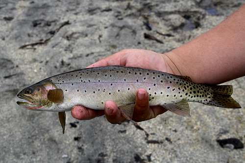 Cutthoat Trout