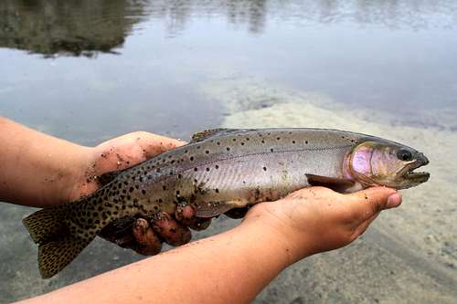 Cutthroat Trout